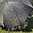Trachtenschirm aus Paisleysatin ❖ schwarz