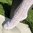 Trachtenstrümpfe ❖ Kniestrümpfe mit Ajourmuster ❖ weiß
