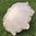 Trachtenschirm aus Paisleysatin ❖ puder