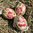 handbemalte Ostereier ❖ Tulpen
