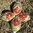 handbemalte Ostereier ❖ Blüten