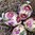 handbemalte Ostereier ❖ Blüten magenta