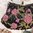 perlenbestickte Handtasche ❖ schwarz - rosa