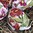 handbemalte Ostereier ❖ Blüten weinrot