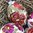 handbemalte Ostereier ❖ Blüten weinrot
