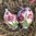 handbemalte Ostereier ❖ Blüten magenta