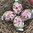 handbemalte Ostereier ❖ Tulpen