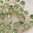 alte Gablonzer Steine annähbar ❖ hellgrün