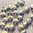 Swarovski Strassblume ❖ 7 mm