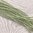 Wachsperlen lindgrün ❖ 2,5 mm
