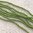 Wachsperlen apfelgrün ❖ 2 mm