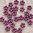 Perlenblume cyclam ❖ 5 mm