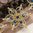 handgefertigte Blütenhaarnadel 3er Set ❖ capriblau