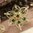 handgefertigte Blütenhaarnadel 3er Set ❖ gold-grün