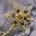 handgefertigte Blütenhaarnadel 3er Set ❖ gold-braun