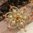 handgefertigte Blütenhaarnadel 3er Set ❖ gold-topas