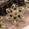 handgefertigte Blütenhaarnadel 3er Set ❖ grün-rosa