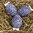 handgekratzte Ostereier ❖ dunkelblau