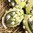 handbemalte Ostereier ❖ Maiglöckchen limone