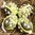 handbemalte Ostereier ❖ Maiglöckchen limone