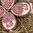 handbemalte Ostereier ❖ Rosen burgund