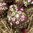 handbemalte Ostereier ❖ Narzissen burgund