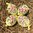 handbemalte Ostereier ❖ Blumenstrauß gelb