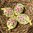 handbemalte Ostereier ❖ Blumenstrauss gelb