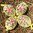 handbemalte Ostereier ❖ Blumenstrauss gelb