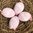 handbemalte Ostereier ❖ Spitze rosa