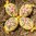 handbemalte Ostereier ❖ Blumenstrauss pfirsich