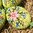 handbemalte Ostereier ❖ Blumenstrauß türkis