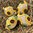 handbemalte Ostereier ❖ Sonnenblumen