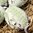 handbemalte Ostereier ❖ Schneeglöckchen
