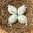 handbemalte Ostereier ❖ Schneeglöckchen