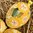 handbemalte Ostereier ❖ Blüten gelb