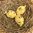 handbemalte Ostereier ❖ Blüten gelb