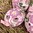 handbemalte Ostereier ❖ Blüten rosa