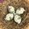 handbemalte Ostereier ❖ Blüten grün