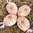 handbemalte Ostereier ❖ Margarite gelb-rosa