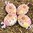 handbemalte Ostereier ❖ Margarite gelb-rosa