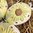 handbemalte Ostereier ❖ Margarite gelb-grün