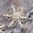 handgefertigte Blütenhaarnadel 4er Set ❖ silber