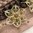 handgefertigte Blütenhaarnadel 3er Set ❖ olivgrün