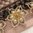 handgefertigte Blütenhaarnadel 3er Set ❖ gold-kastanie