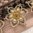 handgefertigte Blütenhaarnadel 3er Set ❖ gold-kastanie