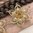 handgefertigte Blütenhaarnadel 3er Set ❖ gold-beige