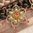 handgefertigte Blütenhaarnadel 3er Set ❖ gold-bernstein