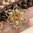 handgefertigte Blütenhaarnadel 3er Set ❖ gold-bernstein